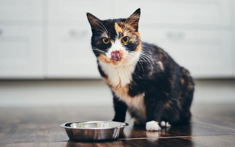 ¿Por qué mi gato siempre tiene hambre?